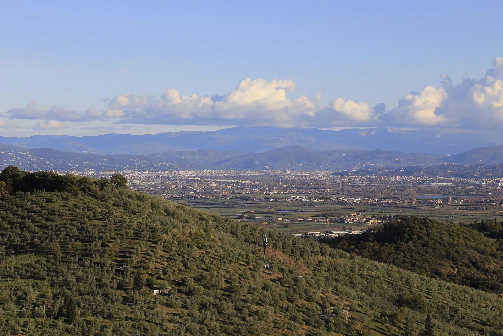 Panorama dalle colline di Carmignano con oliveti in primo piano e la piana verso Firenze sullo sfondo
