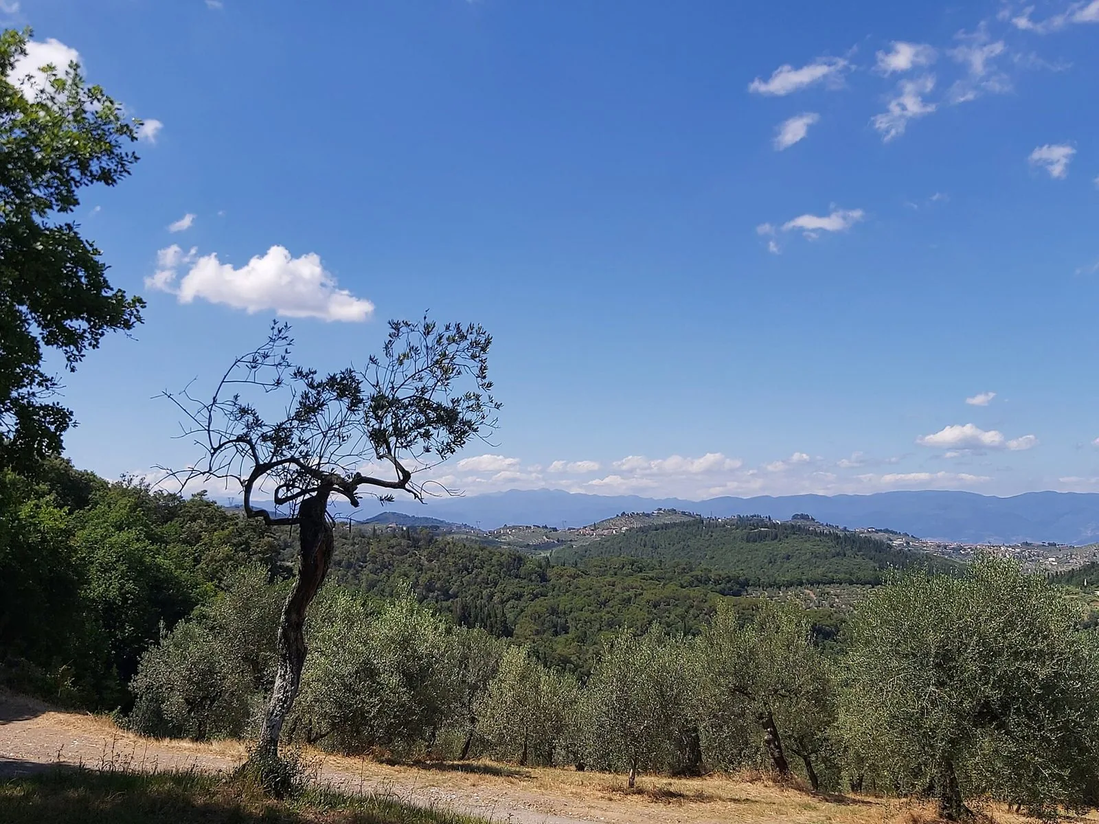 Sentiero sterrato tra gli olivi con vista sulle colline boscose del Montalbano sotto un cielo estivo